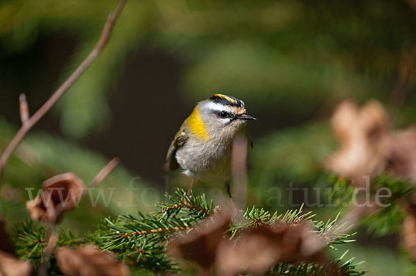 Sommergoldhähnchen (Regulus ignicapillus)