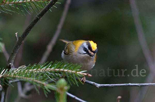 Sommergoldhähnchen (Regulus ignicapillus)