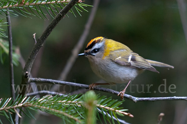 Sommergoldhähnchen (Regulus ignicapillus)