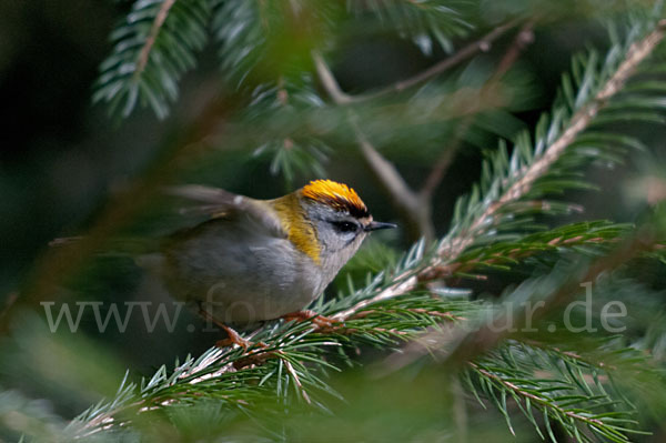 Sommergoldhähnchen (Regulus ignicapillus)