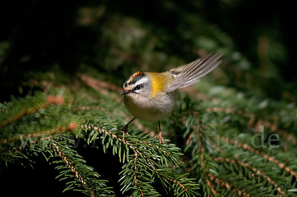 Sommergoldhähnchen (Regulus ignicapillus)