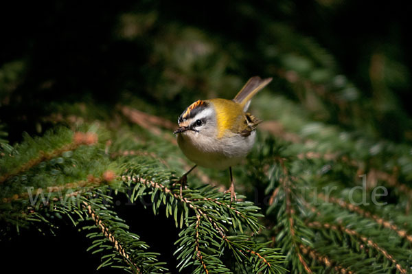 Sommergoldhähnchen (Regulus ignicapillus)