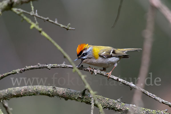 Sommergoldhähnchen (Regulus ignicapillus)