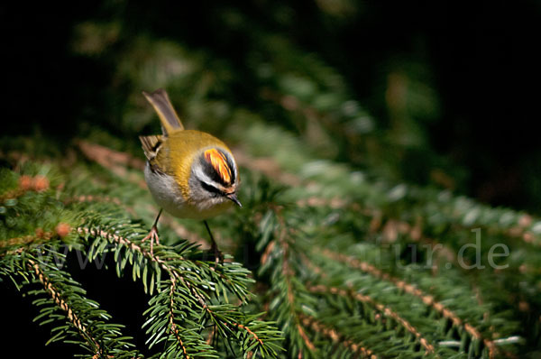 Sommergoldhähnchen (Regulus ignicapillus)