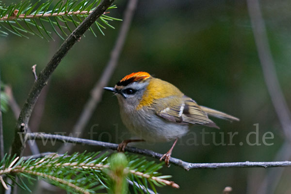 Sommergoldhähnchen (Regulus ignicapillus)