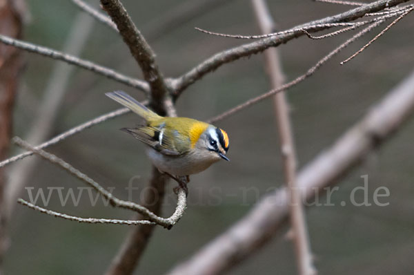 Sommergoldhähnchen (Regulus ignicapillus)