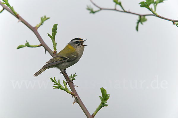 Sommergoldhähnchen (Regulus ignicapillus)