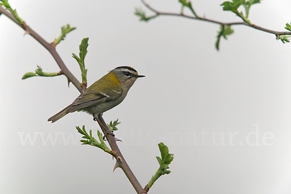 Sommergoldhähnchen (Regulus ignicapillus)