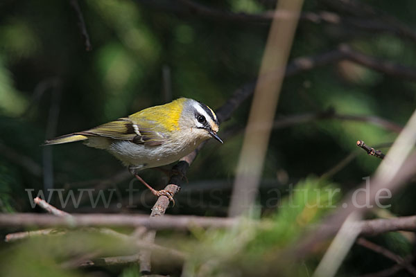 Sommergoldhähnchen (Regulus ignicapillus)