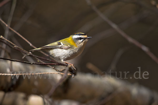 Sommergoldhähnchen (Regulus ignicapillus)