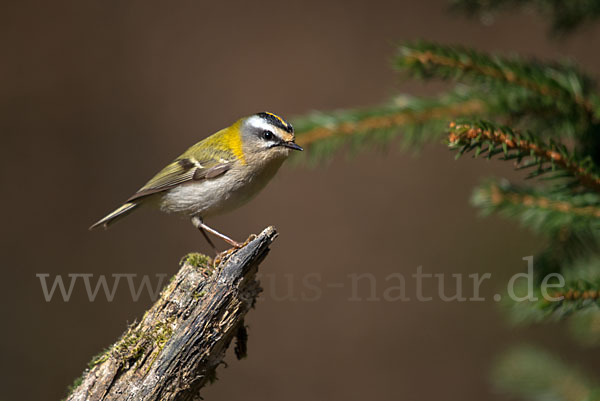 Sommergoldhähnchen (Regulus ignicapillus)