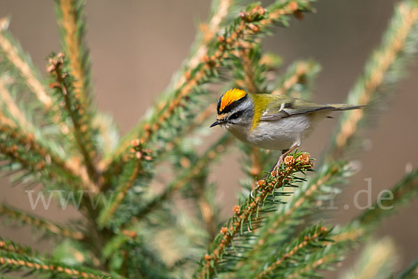 Sommergoldhähnchen (Regulus ignicapillus)