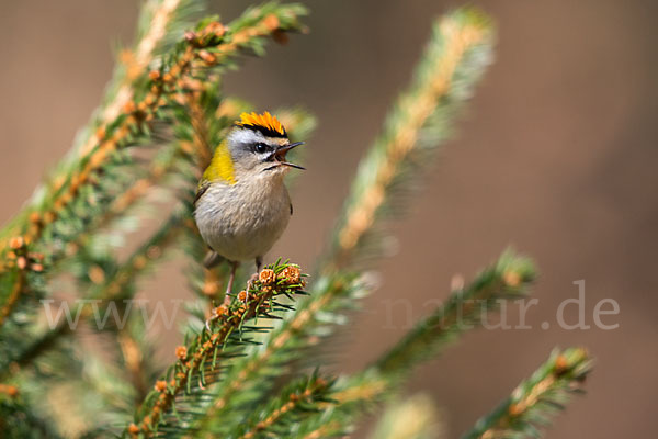 Sommergoldhähnchen (Regulus ignicapillus)