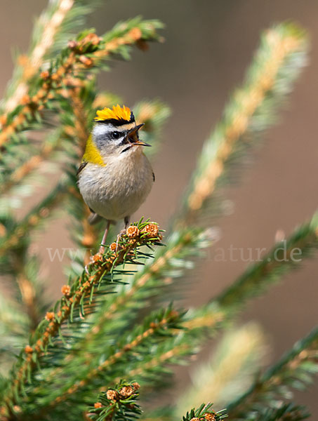 Sommergoldhähnchen (Regulus ignicapillus)