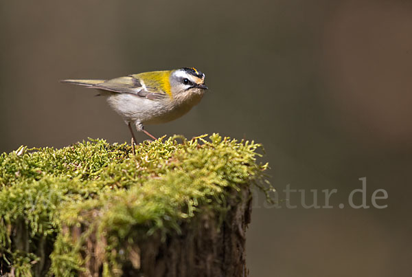 Sommergoldhähnchen (Regulus ignicapillus)