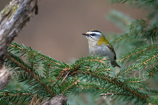 Sommergoldhähnchen (Regulus ignicapillus)