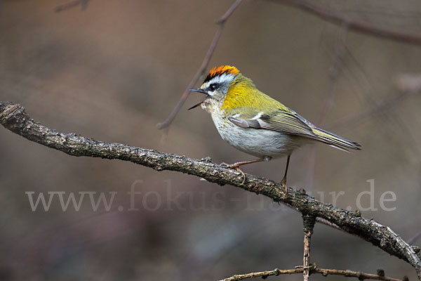 Sommergoldhähnchen (Regulus ignicapillus)