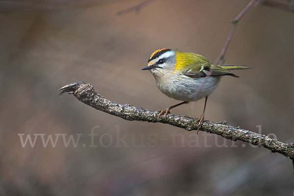 Sommergoldhähnchen (Regulus ignicapillus)