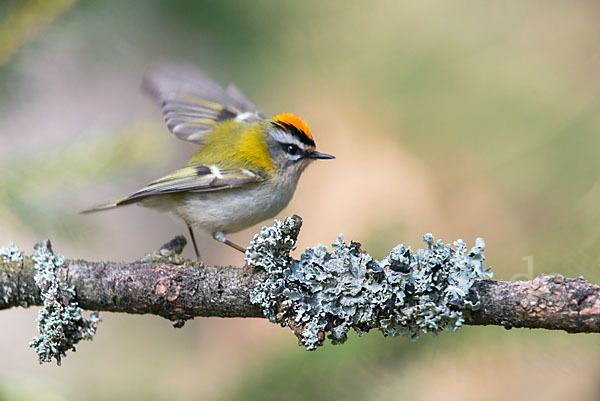 Sommergoldhähnchen (Regulus ignicapillus)