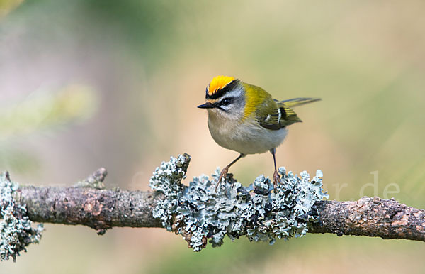 Sommergoldhähnchen (Regulus ignicapillus)