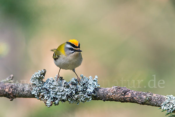 Sommergoldhähnchen (Regulus ignicapillus)