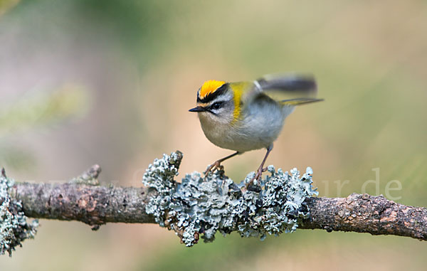 Sommergoldhähnchen (Regulus ignicapillus)