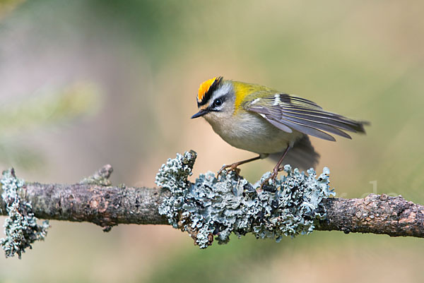 Sommergoldhähnchen (Regulus ignicapillus)