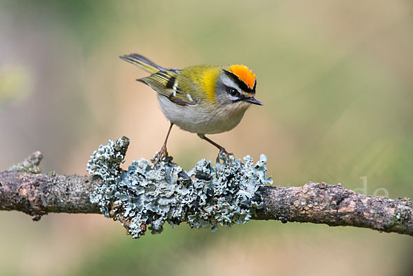 Sommergoldhähnchen (Regulus ignicapillus)