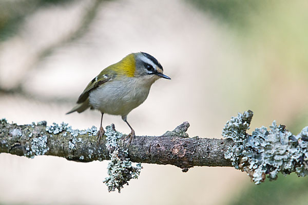 Sommergoldhähnchen (Regulus ignicapillus)