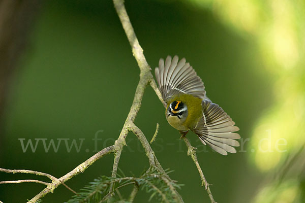 Sommergoldhähnchen (Regulus ignicapillus)