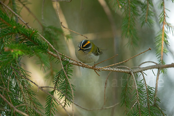 Sommergoldhähnchen (Regulus ignicapillus)