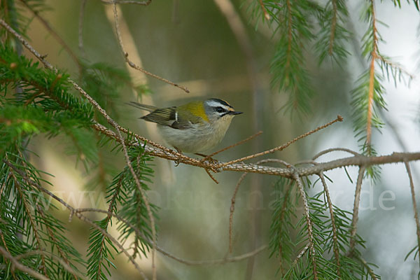 Sommergoldhähnchen (Regulus ignicapillus)