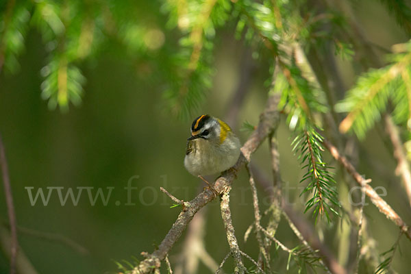 Sommergoldhähnchen (Regulus ignicapillus)