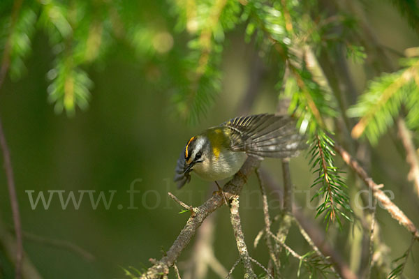 Sommergoldhähnchen (Regulus ignicapillus)