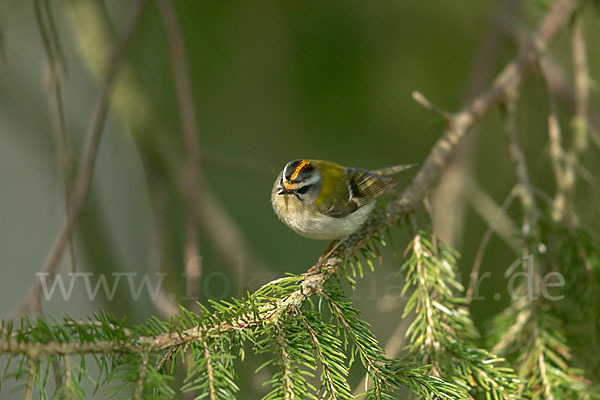 Sommergoldhähnchen (Regulus ignicapillus)