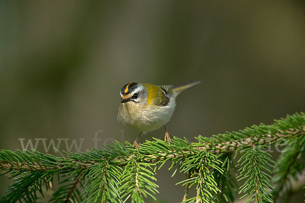 Sommergoldhähnchen (Regulus ignicapillus)