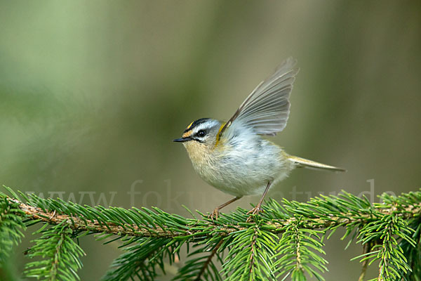 Sommergoldhähnchen (Regulus ignicapillus)