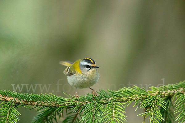 Sommergoldhähnchen (Regulus ignicapillus)