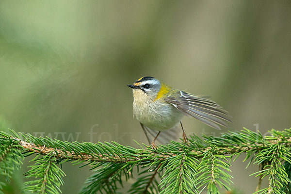 Sommergoldhähnchen (Regulus ignicapillus)