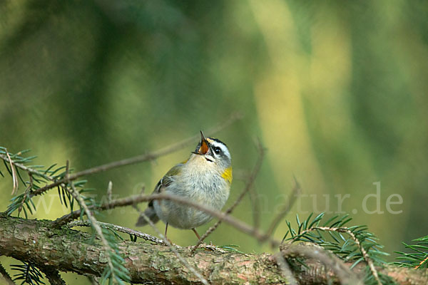 Sommergoldhähnchen (Regulus ignicapillus)