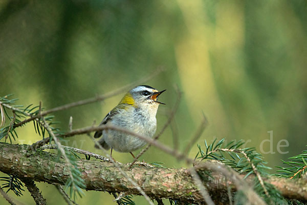 Sommergoldhähnchen (Regulus ignicapillus)