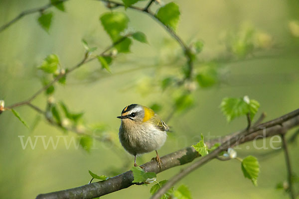 Sommergoldhähnchen (Regulus ignicapillus)