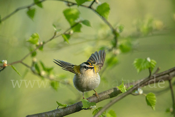 Sommergoldhähnchen (Regulus ignicapillus)