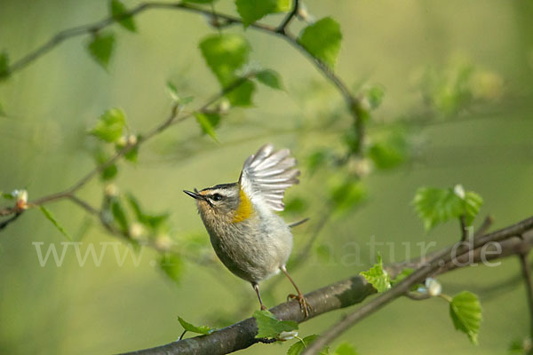 Sommergoldhähnchen (Regulus ignicapillus)