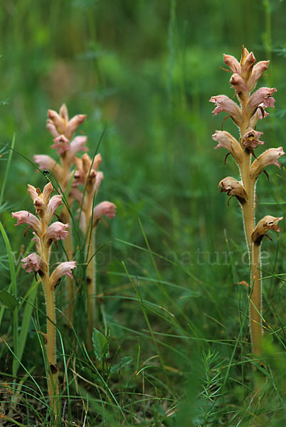 Sommerwurz spec. (Orobanche spec.)