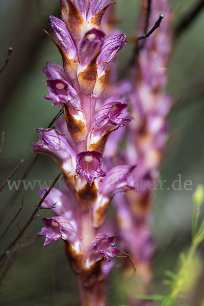 Sommerwurz spec. 1 (Boulardia latisquama F.W.Schultz)