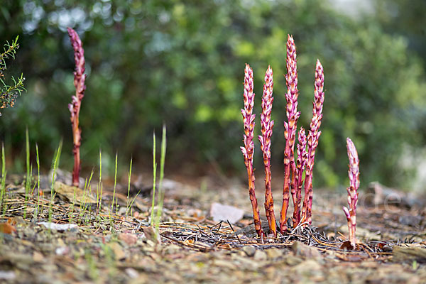 Sommerwurz spec. 1 (Boulardia latisquama F.W.Schultz)