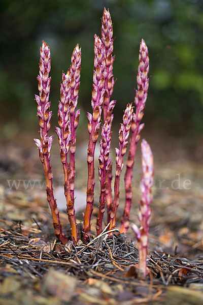 Sommerwurz spec. 1 (Boulardia latisquama F.W.Schultz)