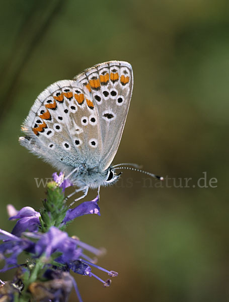 Sonnenröschenbläuling (Polyommatus agestis)