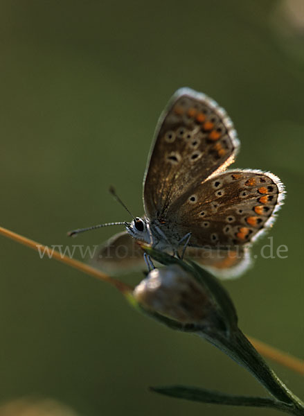 Sonnenröschenbläuling (Polyommatus agestis)